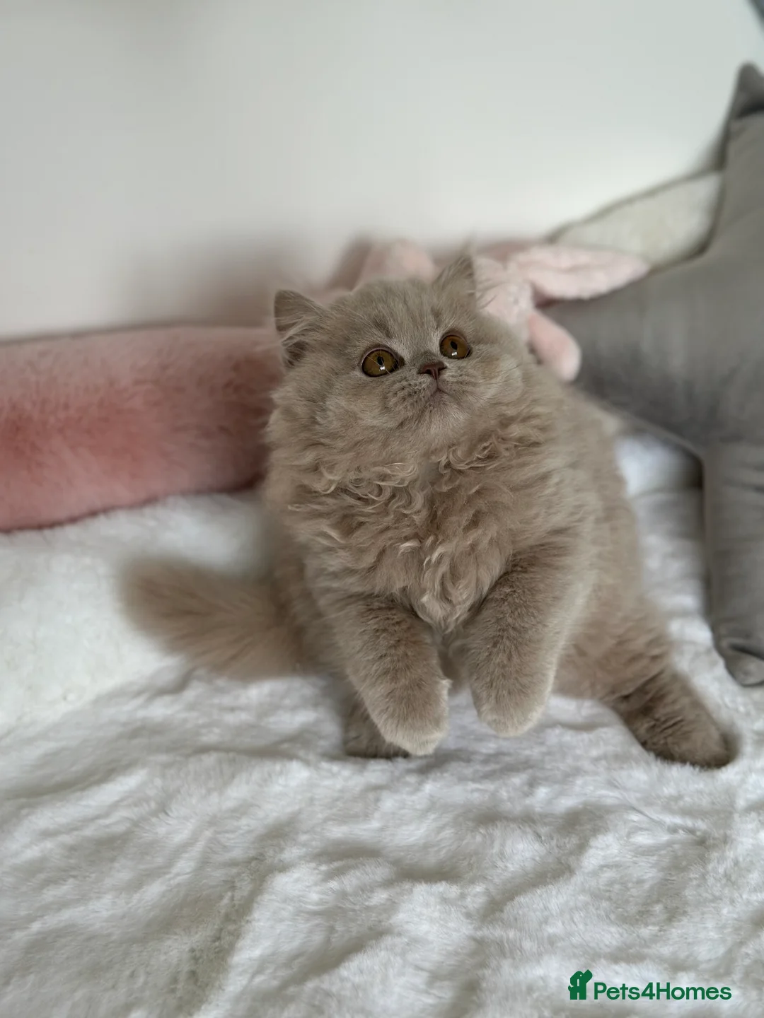 British Longhair cats for sale: Ready 🐻British Longhair chunky kittens💎🧸 - Advert 19