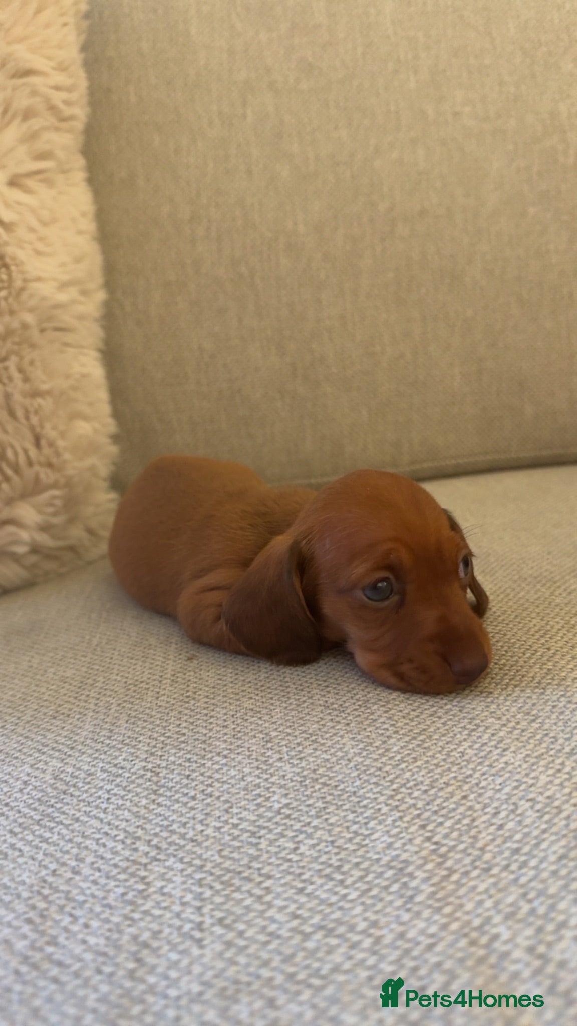 Miniature Dachshund dogs 1 beautiful  miniature dachshund puppy left  - Advert 7
