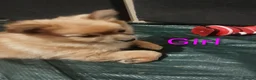 Pomeranian dogs for sale:  1 boys - Advert 24