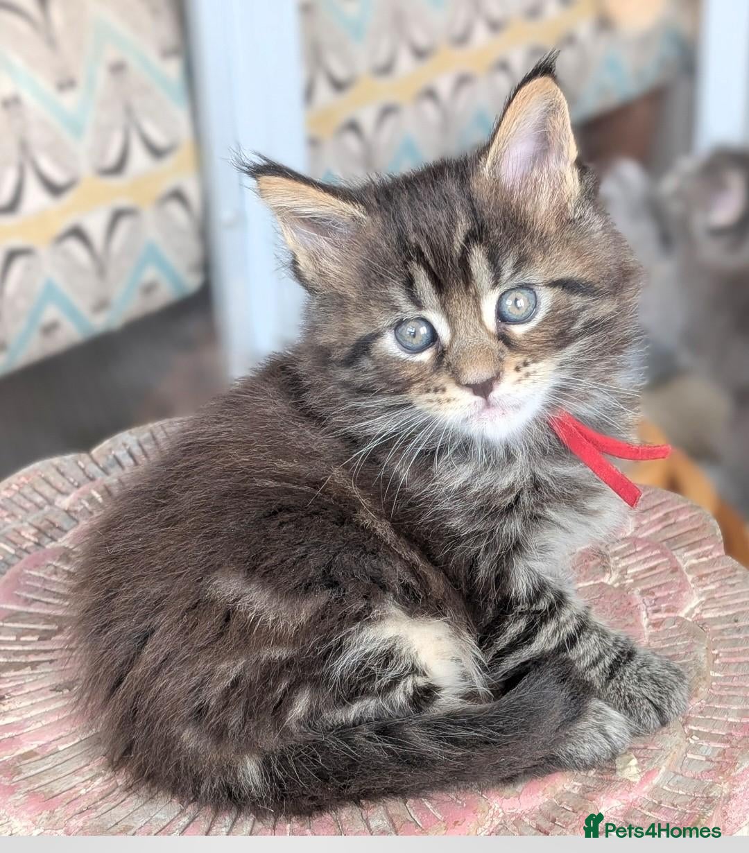 Maine Coon cats Chunky loveable Maine Coon Boy - Advert 6