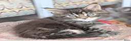 Maine Coon cats for sale: Chunky loveable Maine Coon Boy - Advert 1