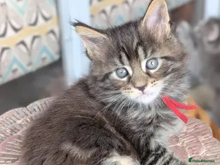 Maine Coon cats Chunky loveable Maine Coon Boy - Advert 6