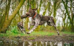 German Shorthaired Pointer dogs for stud: KC Registered German Shorthaired Pointer at Stud in Liverpool - Image 1