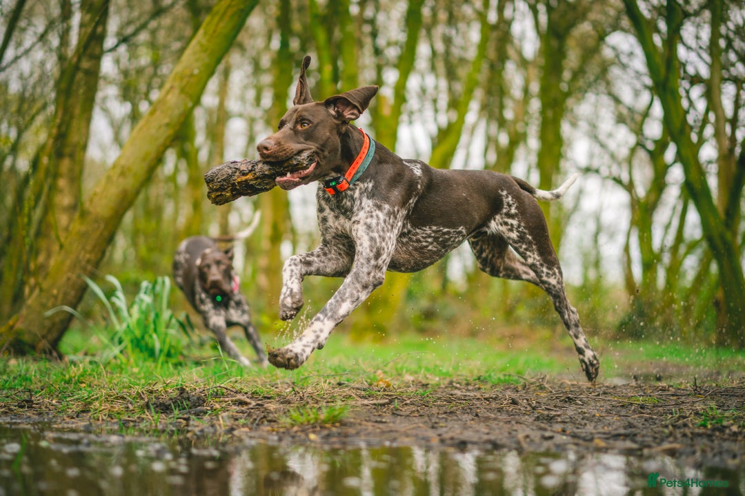 German Shorthaired Pointer dogs for stud: KC Registered German Shorthaired Pointer at Stud in Liverpool - Image 1
