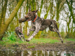 German Shorthaired Pointer dogs in Liverpool - Advert 15