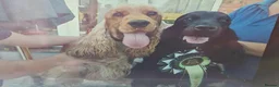 Cocker Spaniel dogs for sale: stunning  show type cocker spaniel puppies - Advert 4