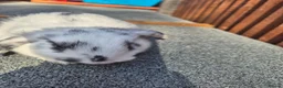 Mini Lop rabbits for sale: 💙 last 3 boys ❤️  - Advert 2