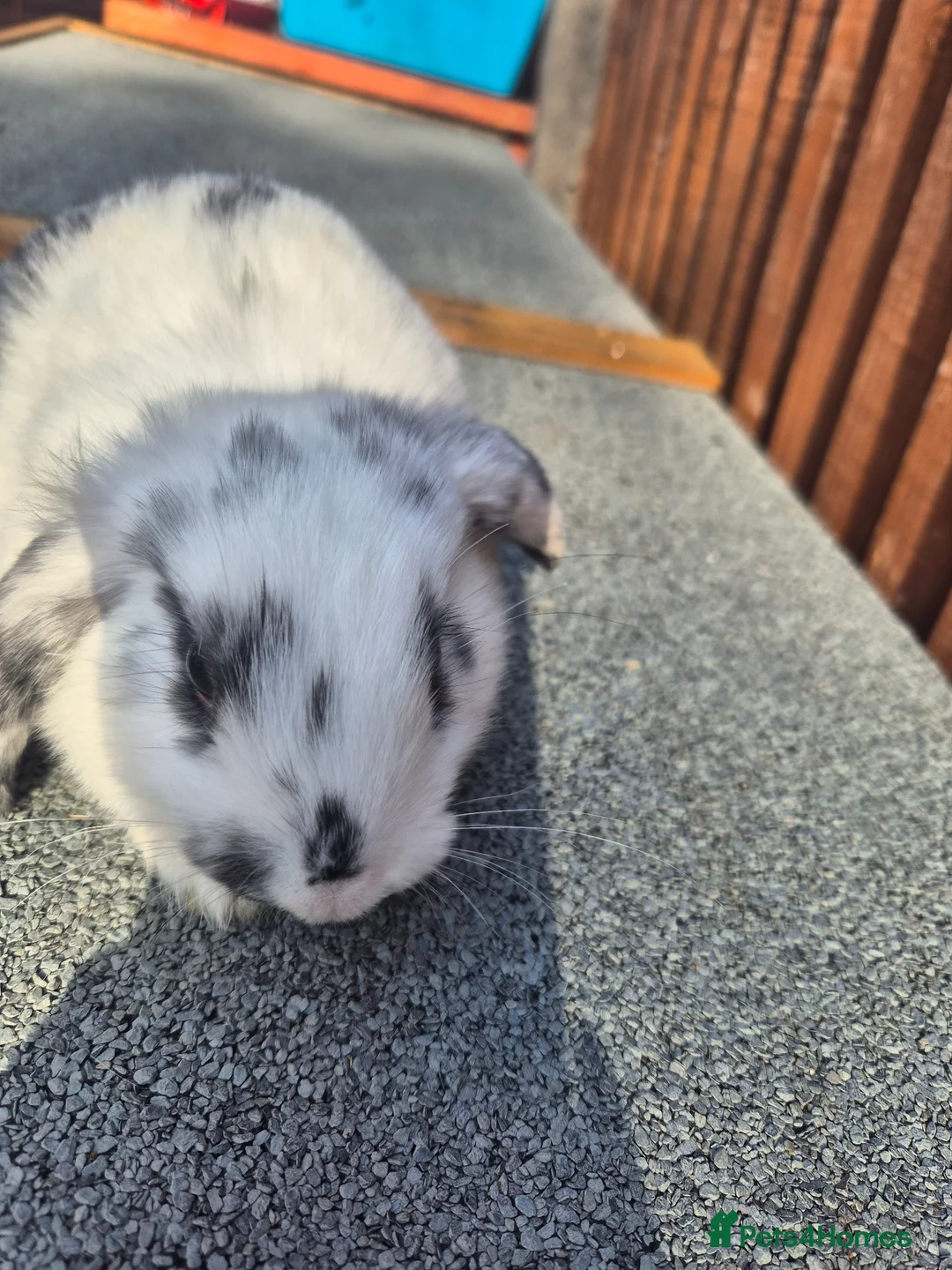Mini Lop rabbits for sale: 💙 last 3 boys ❤️  - Advert 2