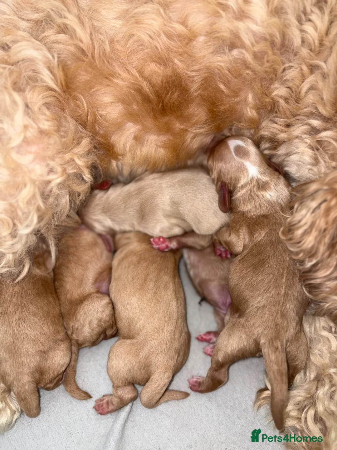 Cockapoo dogs for sale: Cockapoo puppies - Advert 2