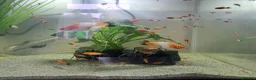 Swordtails fish for sale: Tri Colour Swordtails in Huddersfield - Advert 1
