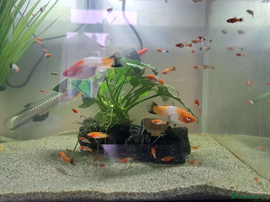 Swordtails fish for sale: Tri Colour Swordtails in Huddersfield - Advert 1