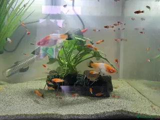 Swordtails fish Tri Colour Swordtails - Advert 1