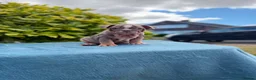 English Bulldog dogs for sale: Ready to leave ENGLISH BULLDOG PUPPIES  - Advert 14