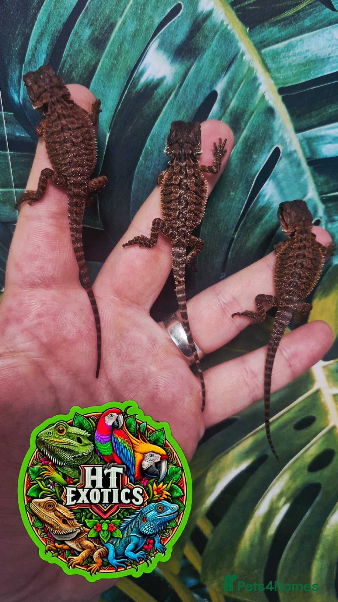 Bearded Dragon reptiles Bearded dragon Holdback release at HT exotics! - Advert 3