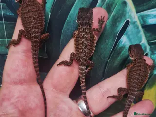 Bearded Dragon reptiles Bearded dragon Holdback release at HT exotics! - Advert 3