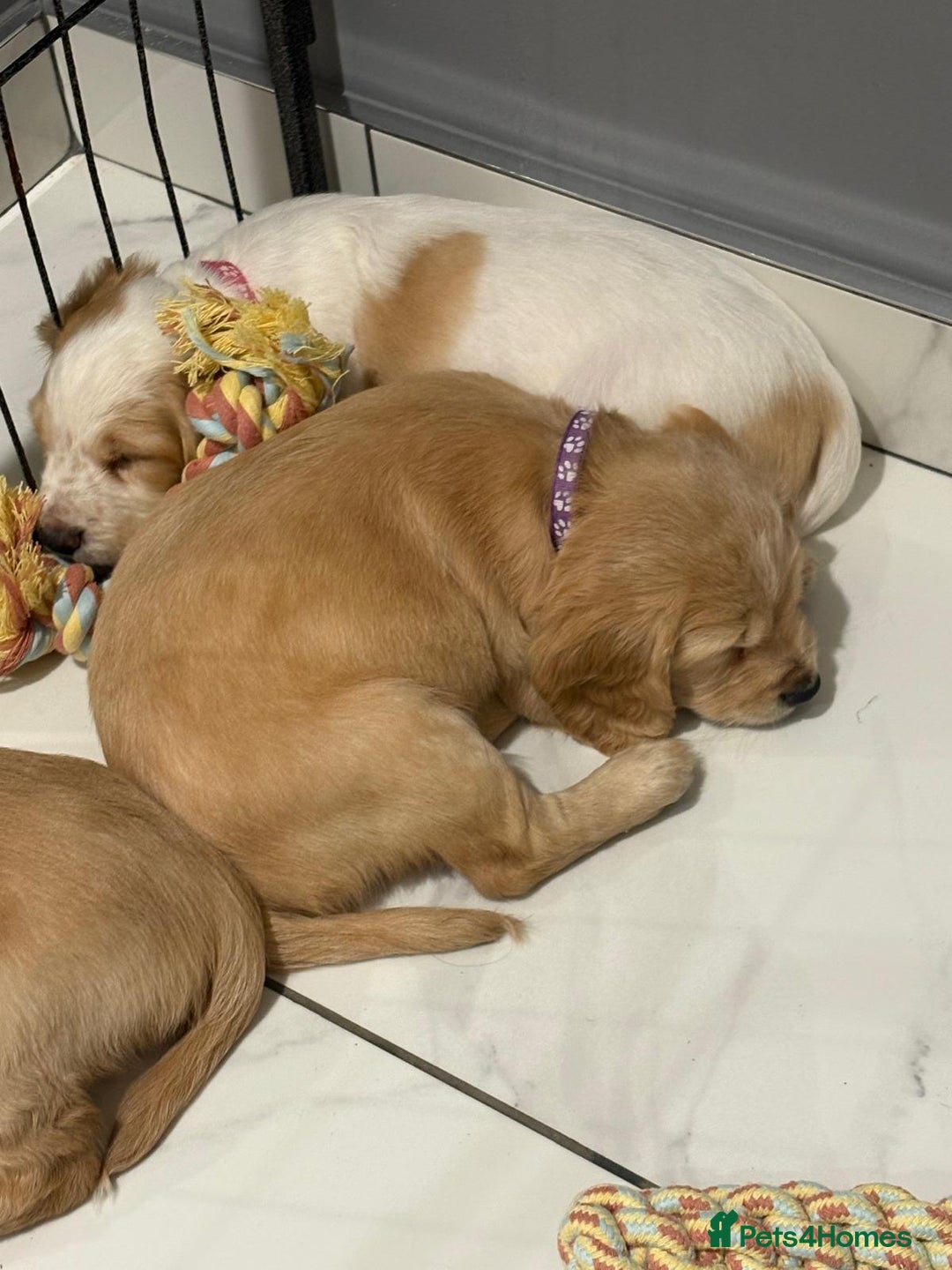 Cocker Spaniel dogs for sale: 5 gorgeous cocker spaniel puppies - Image 15