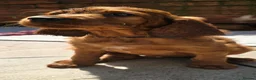 Irish Setter dogs for sale: KC Registered Beautiful Irish Setter Puppies  - Advert 22