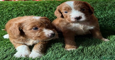 Cockapoo dogs - Advert 5