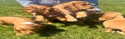Cocker Spaniel dogs for sale: Terrific Cocker spaniels  - Advert 23