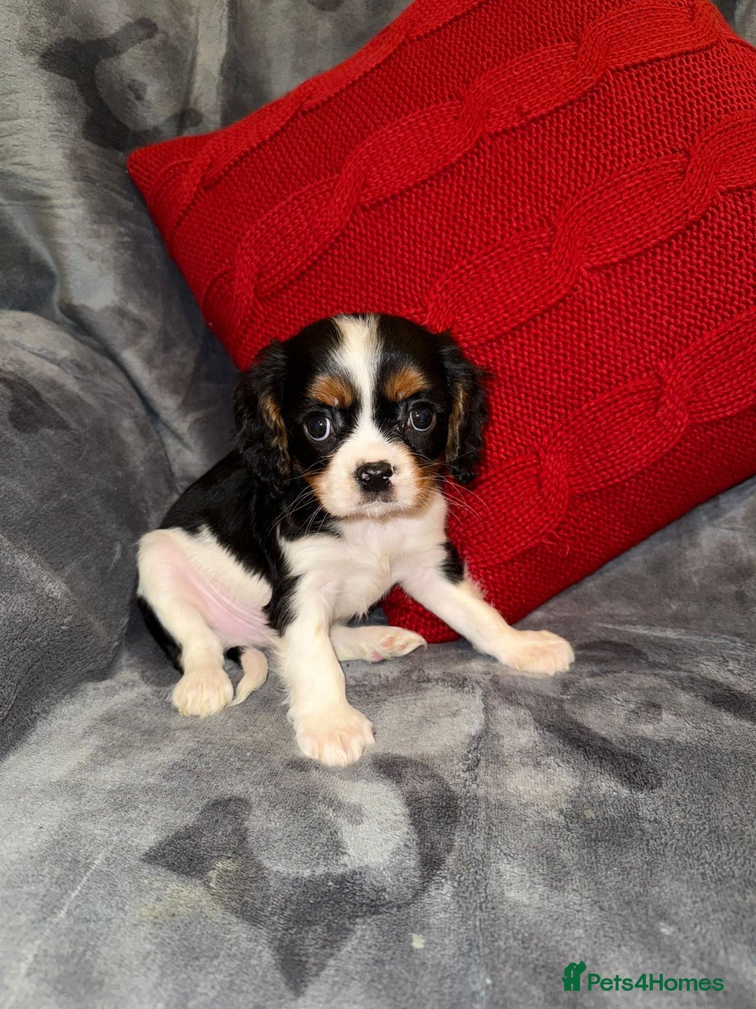 Cavalier King Charles Spaniel dogs for sale: 💙🩵Stunning Tri cavalier Boys 💙🩵 - Advert 1