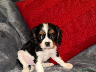 Cavalier King Charles Spaniel dogs 💙🩵Stunning Tri cavalier Boys 💙🩵 - Advert 13