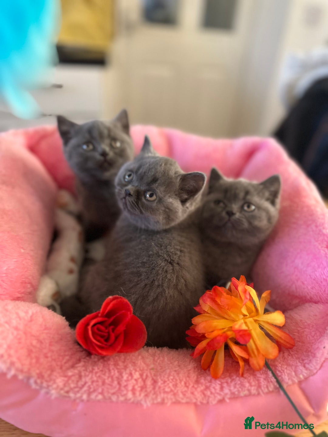 British Shorthair cats for sale: British Blue Pedigree Females - Advert 6