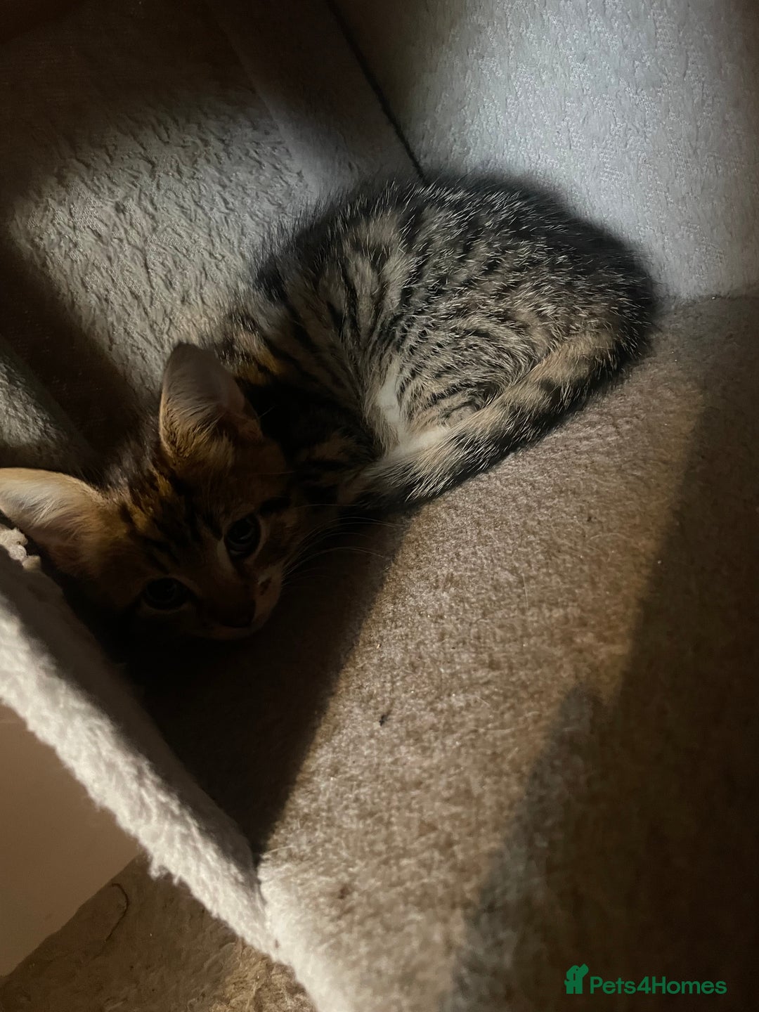 Domestic Shorthair cats for sale: 5 beautiful kittens  - Image 12