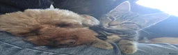 Mixed Breed cats for sale: Bengal cross boy with kitten bundle - Advert 14