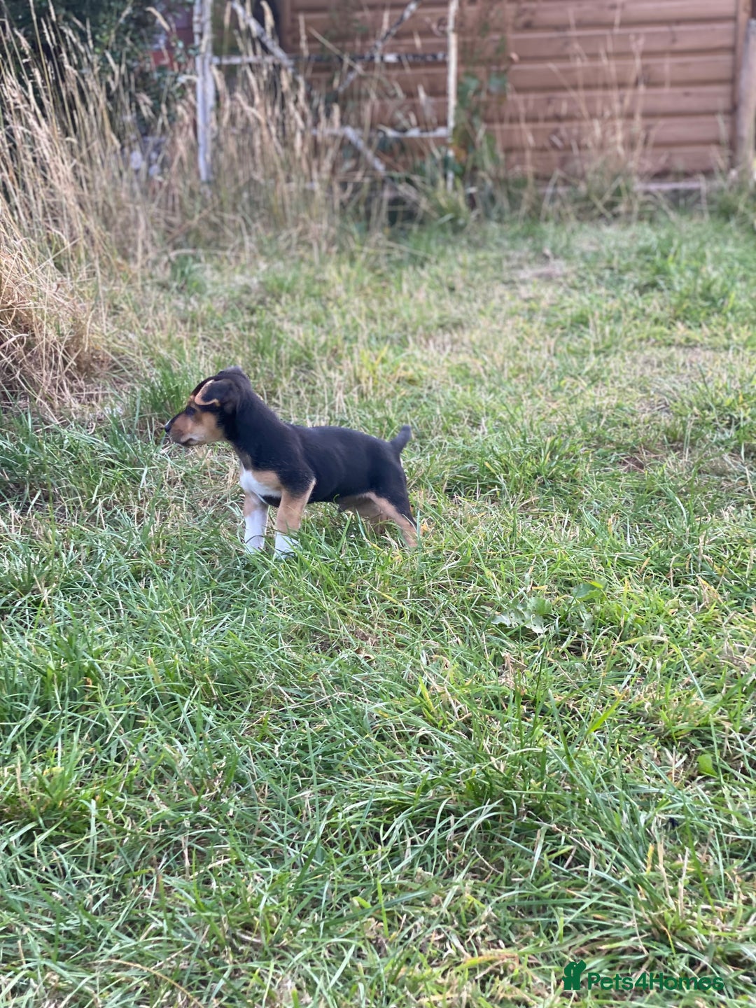 Jack Russell dogs for sale: Short legged smooth coated Jack Russell puppies  - Image 12