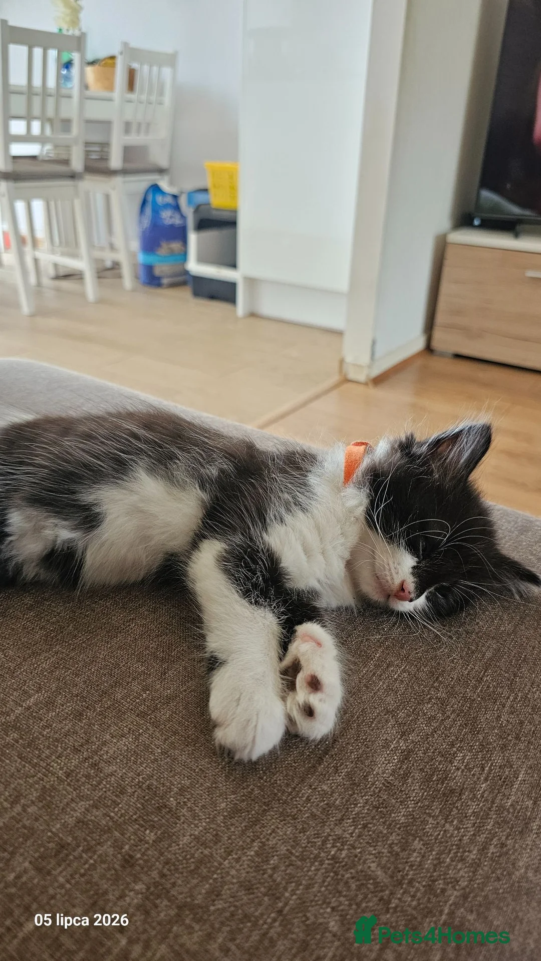 Mixed Breed cats for sale: 5 fluffy shy kittens looking for new home - Advert 28