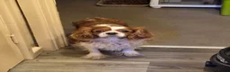Cavalier King Charles Spaniel dogs for sale: Cavalier King Charles Spaniel  - Advert 6