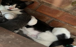 Ragdoll cats for sale: Female, adorable Ragdoll mix breed  - Image 5