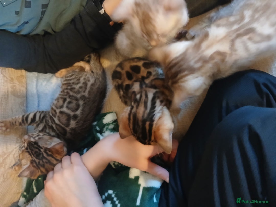 Bengal cats for sale: Family Raised TICA Bengal Kittens - Advert 5