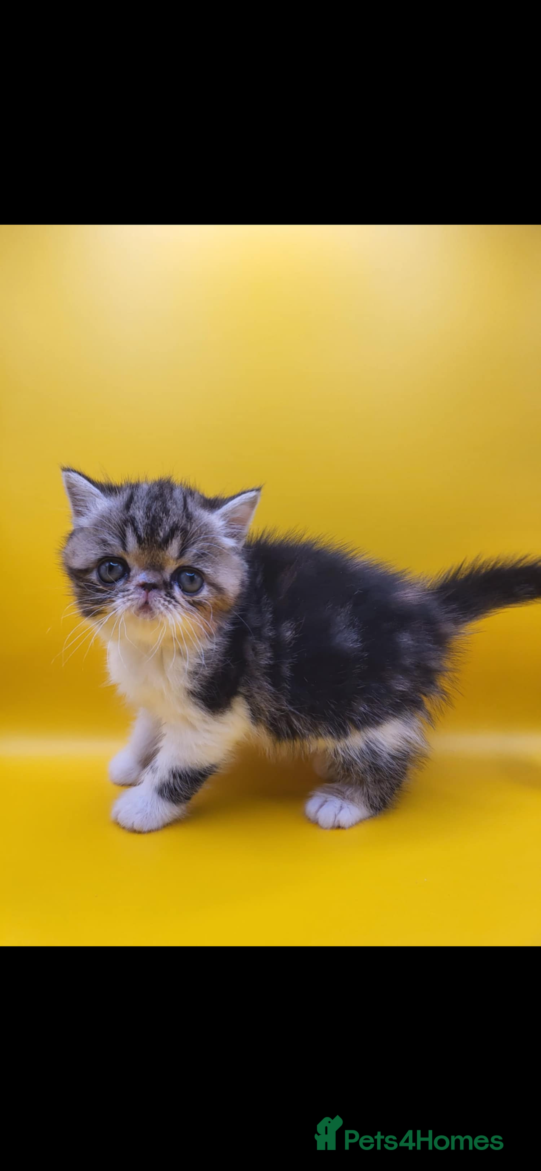 Exotic cats for sale: Exotic kittens  - Advert 12