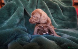Mixed Breed dogs for sale: Schnockerpoo puppies - Advert 9