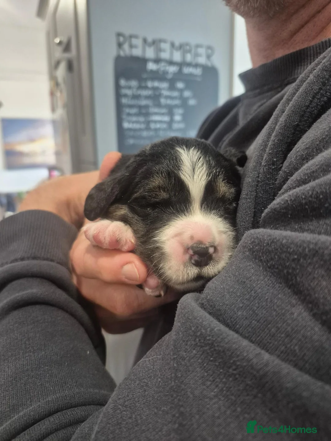 Golden Mountain Dog dogs for sale: Beautiful puppies looking for their forever homes - Advert 16
