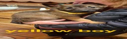 Mixed Breed dogs for sale: Belguim Malinois Puppies  - Advert 17