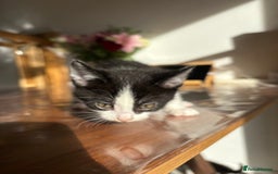 Mixed Breed cats for sale: 5 Beautiful Kittens looking for forever home 💕 - Image 4