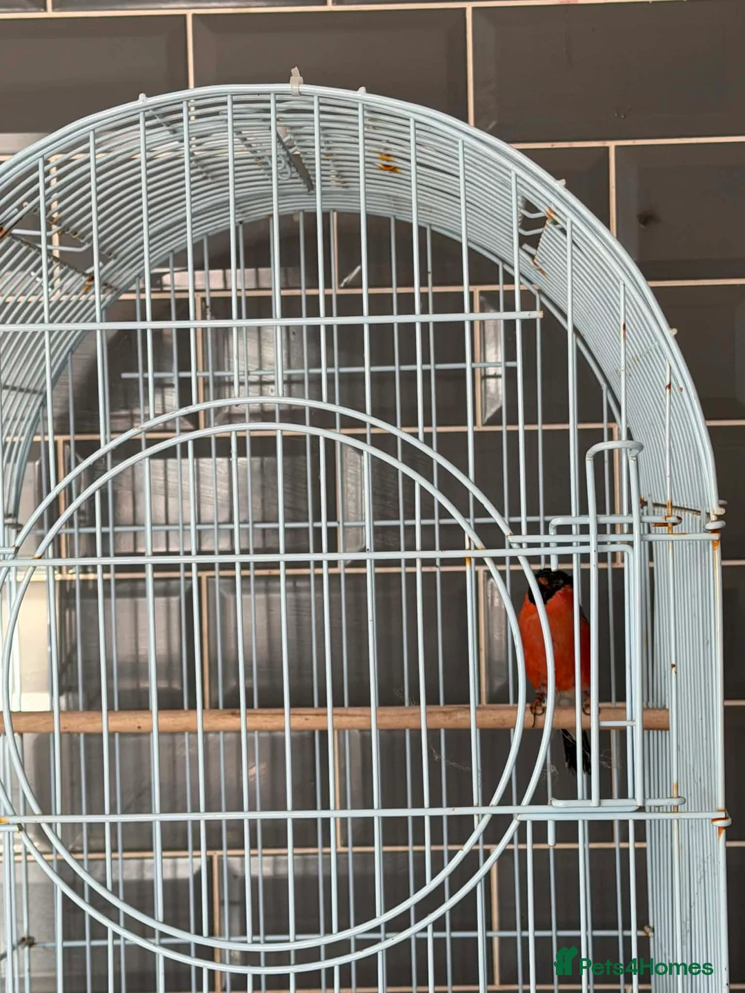 Finches birds for sale: Siberian bull finch  - Advert 2