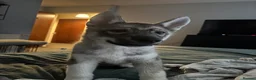 Siberian Husky dogs for sale: REHOMING!  in Bangor - Advert 6