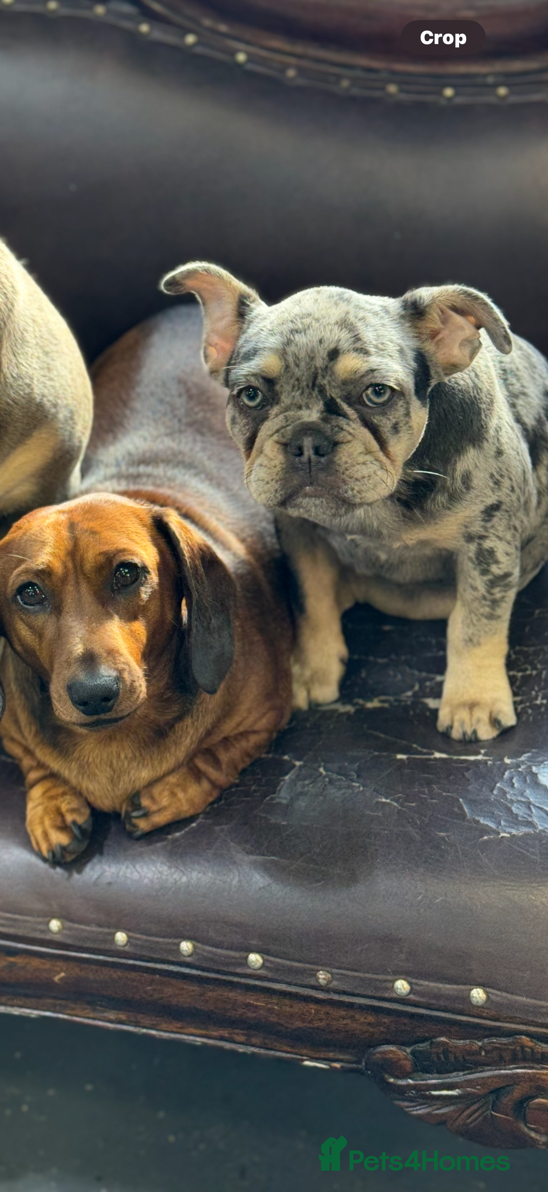 French Bulldog dogs for sale: French bulldog bitch merle  - Image 3