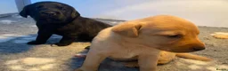 Labrador Retriever dogs for sale: KC REG Yellow/fox red and Black Labrador puppies  - Advert 9