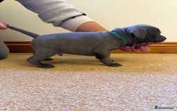 Staffordshire Bull Terrier dogs for sale: Gorgeous KC Reg/Health Tested Blue SBT Puppies - Image 18