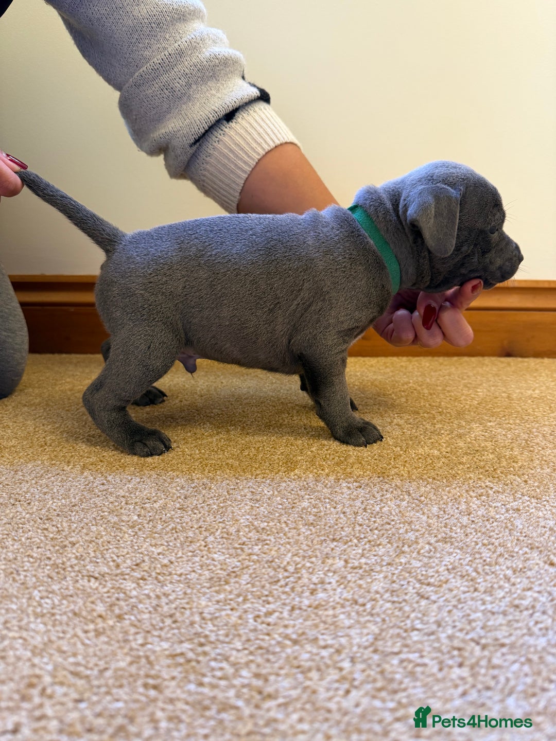 Staffordshire Bull Terrier dogs for sale: Gorgeous KC Reg/Health Tested Blue SBT Puppies - Image 18