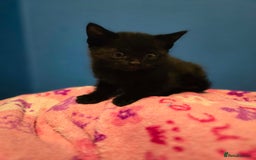 Mixed Breed cats for sale: Kittens - Image 13