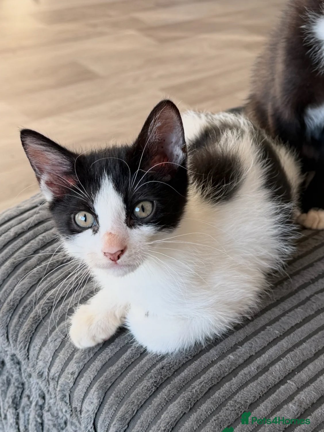 Sphynx cats Female Kitten Ready 2 Go  - Advert 16