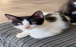 Sphynx cats for sale: Female Kitten Ready 2 Go  - Image 1