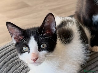 Sphynx cats - Advert 2