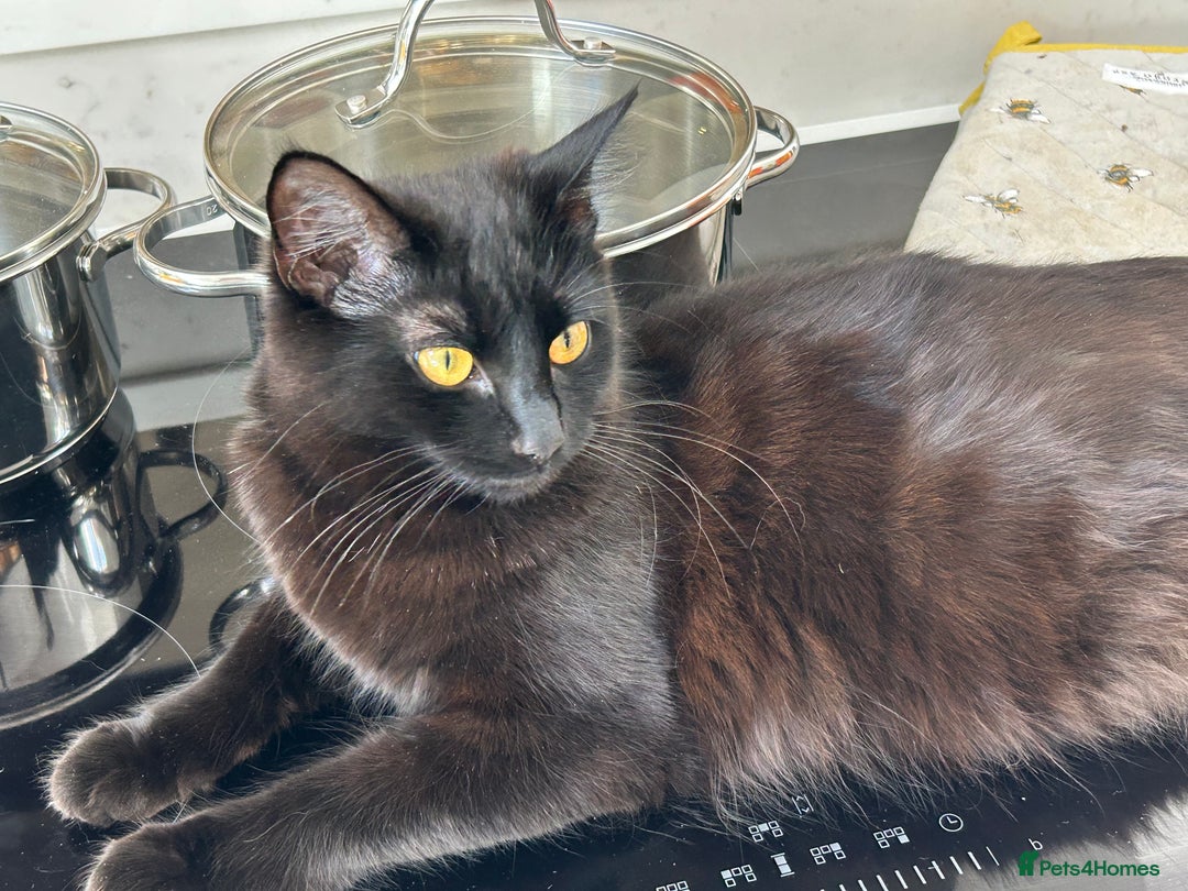 Domestic Shorthair cats for sale: 4 Beautiful Short Hair Kittens  - Image 1