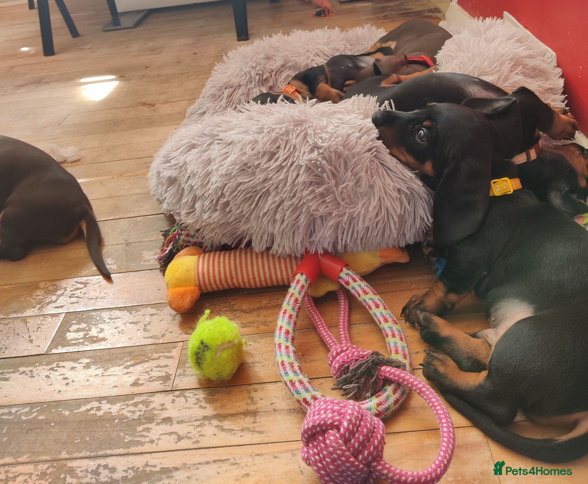 Miniature Dachshund dogs Beautiful home-reared Miniature Dachshund Puppies - Advert 2